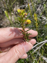 Phyllota phylicoides
