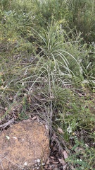 Persoonia longifolia