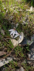 Caladenia