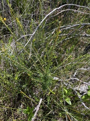 Phyllota phylicoides