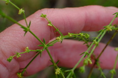 Galium gaudichaudii