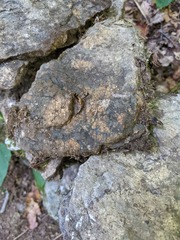 Toxonevra superba