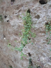 Sarcocapnos enneaphylla