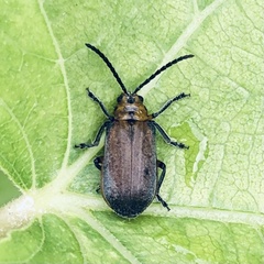 Poneridia semipullata
