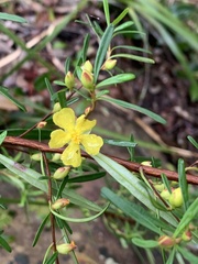 Hibbertia linearis