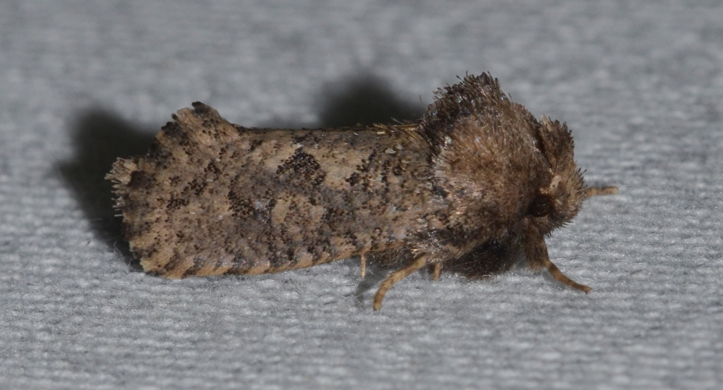 Arcane Grass Tubeworm Moth