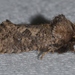Arcane Grass Tubeworm Moth - Photo (c) Andy Reago & Chrissy McClarren, some rights reserved (CC BY)
