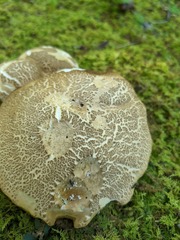 Porphyrellus sordidus