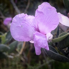 Podalyria sericea