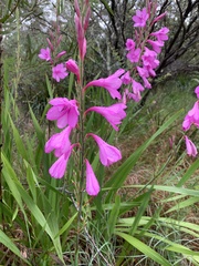 Watsonia borbonica