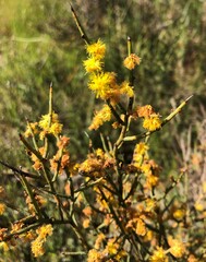Acacia spinescens