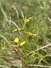 Diuris sulphurea
