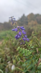 Galega orientalis