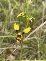 Diuris sulphurea