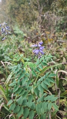 Galega orientalis