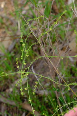 Galium gaudichaudii