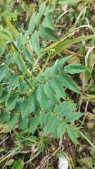 Galega orientalis