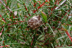 Hakea decurrens