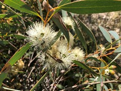 Eucalyptus diversifolia