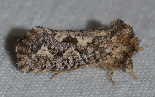Arcane Grass Tubeworm Moth photo 3
