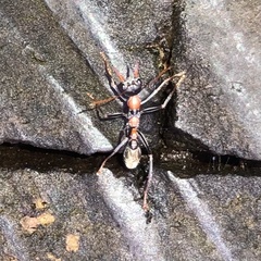 Myrmecia nigrocincta