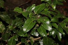 Endiandra discolor