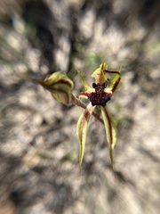 Caladenia stricta