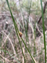 Chorizandra cymbaria