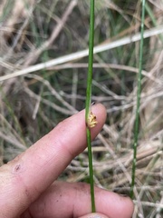 Chorizandra cymbaria