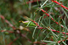 Hakea decurrens
