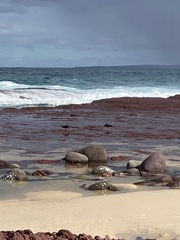 Haematopus fuliginosus