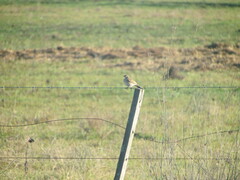 Anthus australis