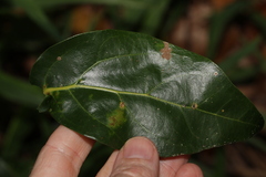 Endiandra discolor