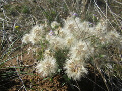 Vittadinia
