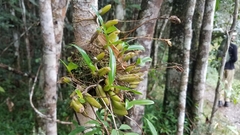 Bulbophyllum auriflorum