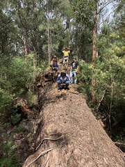 Eucalyptus jacksonii