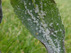 Podosphaera leucotricha
