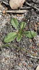 Goodenia trinervis