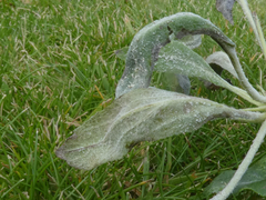 Podosphaera leucotricha