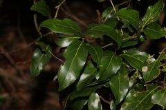 Endiandra discolor
