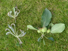 Podosphaera leucotricha