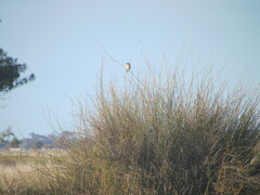 Gavicalis virescens