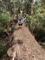 Eucalyptus jacksonii