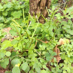 Cardamine flexuosa