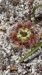 Drosera pulchella