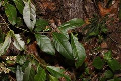 Glochidion ferdinandi