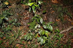 Glochidion ferdinandi