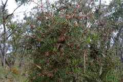 Hakea decurrens
