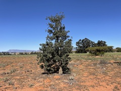 Brachychiton populneus