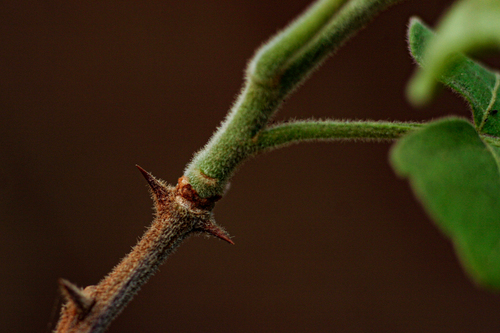 Harrisonia abyssinica